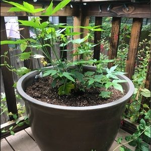 Meet your Posher, Shannon